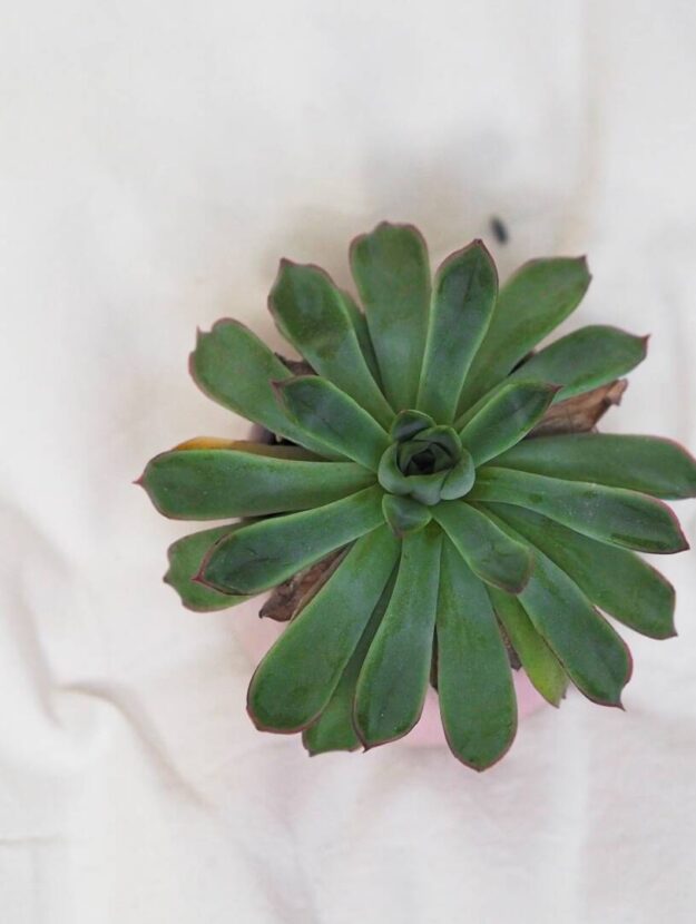 Pura smart home fragrance